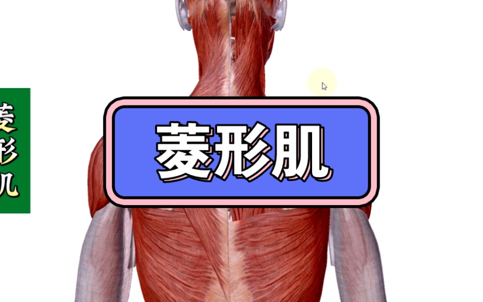 【菱形肌】超详细讲解——位置,功能,激痛点,症状,处理方法