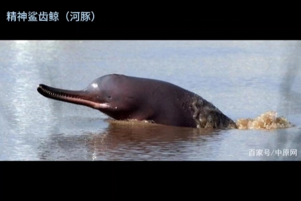 生物们的趋同演化(字面意思 )哔哩哔哩bilibili