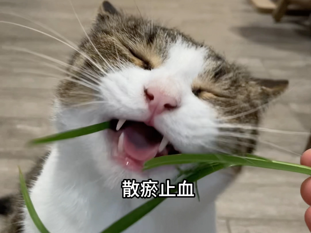 分享几种这个季节猫可以吃的猫草哔哩哔哩bilibili