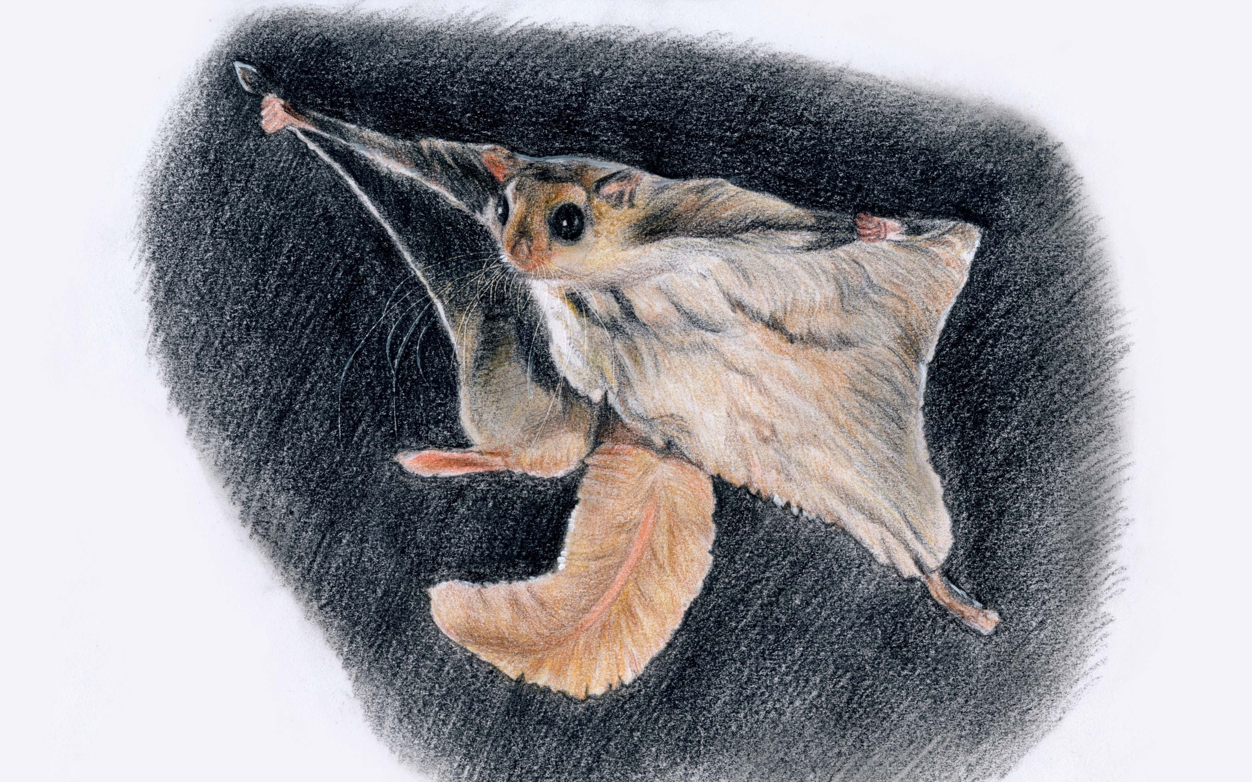 滑翔机鼯鼠彩铅画