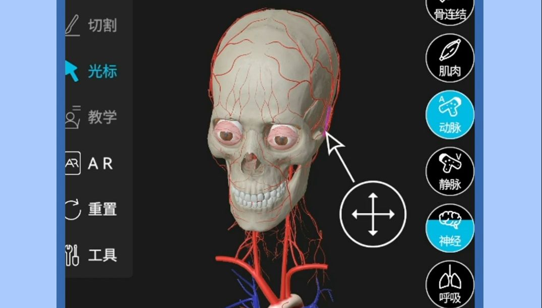 大脑动脉3D解剖图血管图片