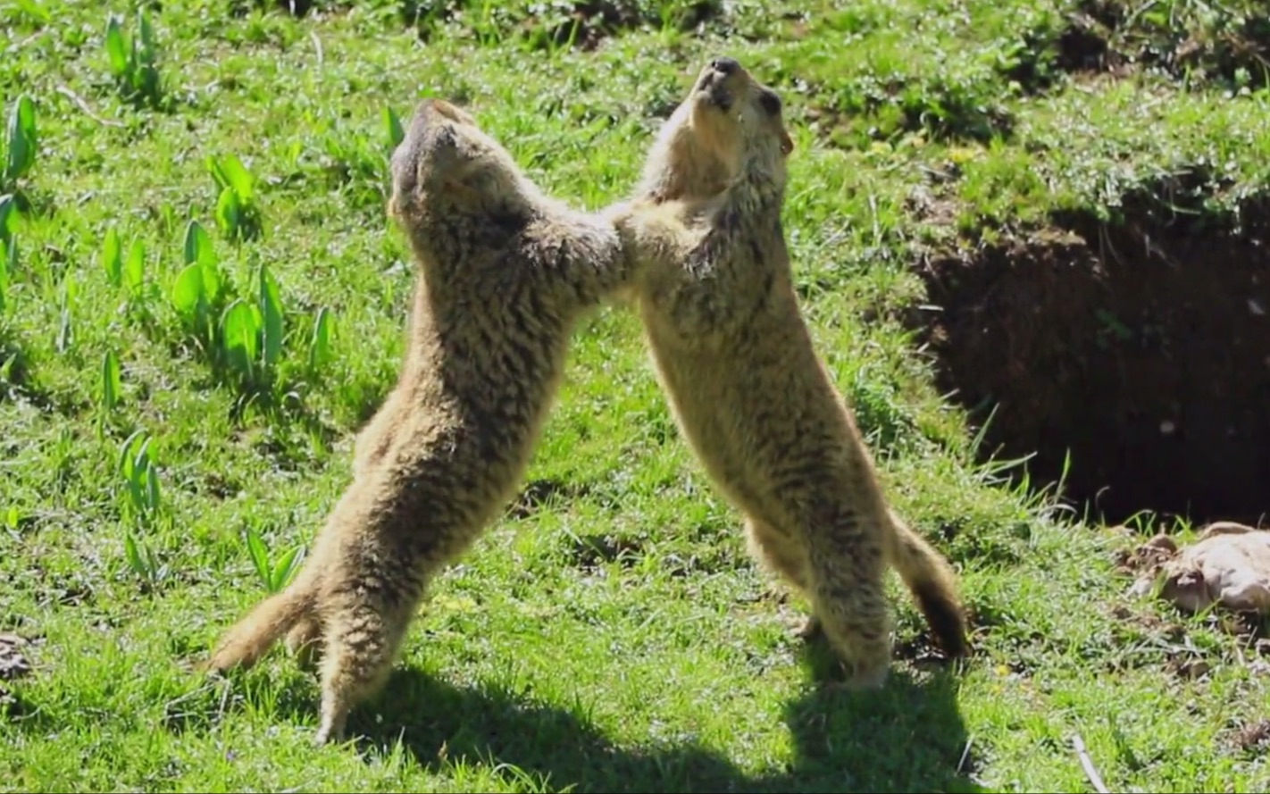 [图]喜马拉雅旱獭（Marmota himalayana）