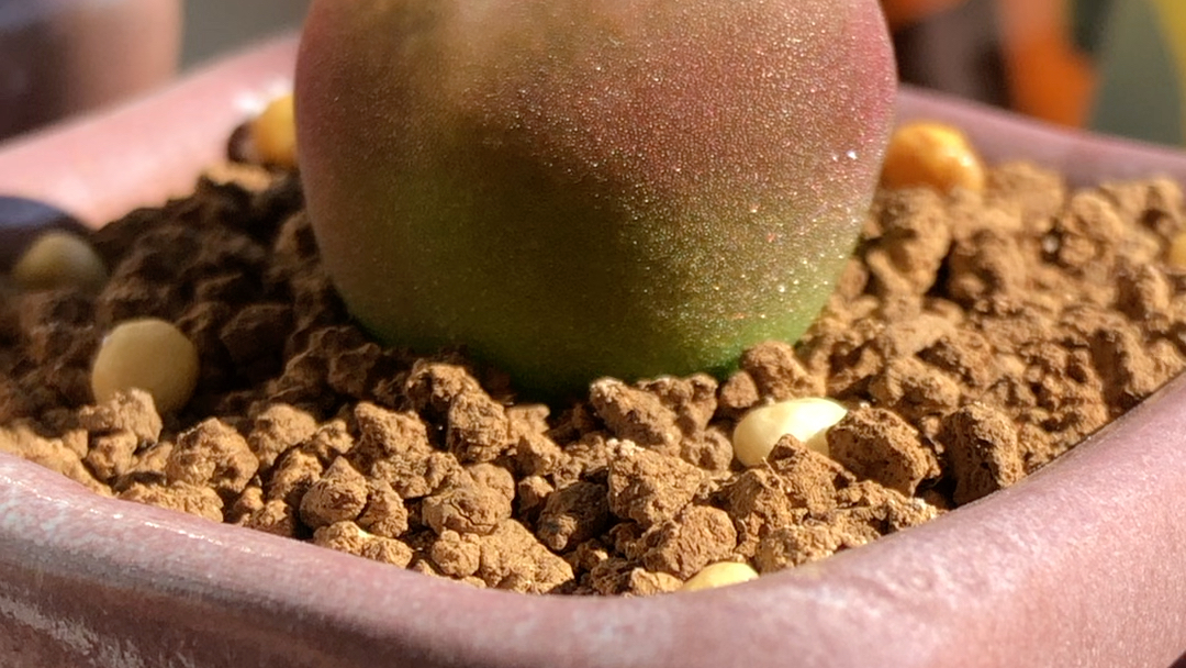 1430.5水蜜桃肉锥,阳光下的闪亮.