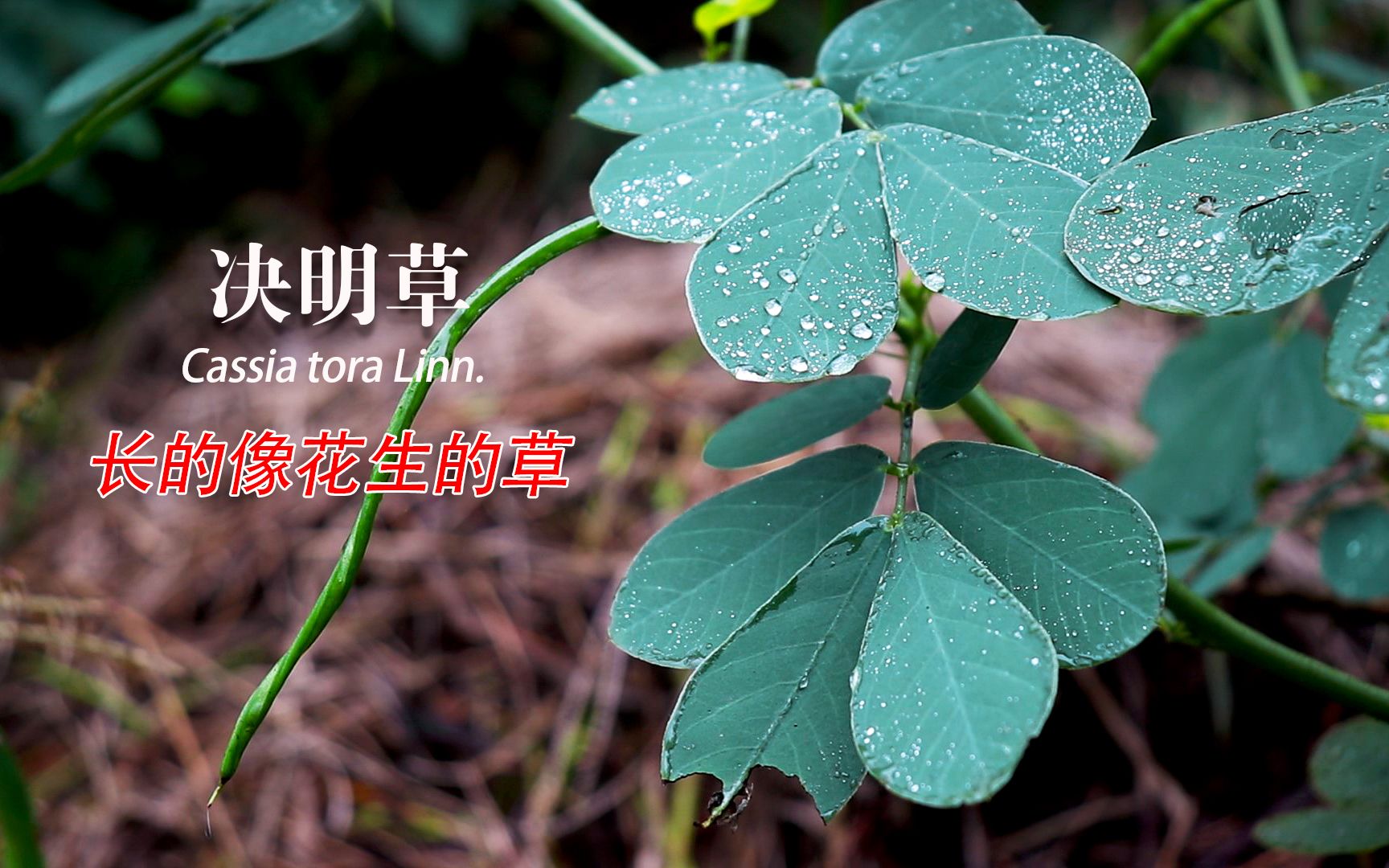 决明草 一种长得像花生和绿豆结合体的植物哔哩哔哩bilibili