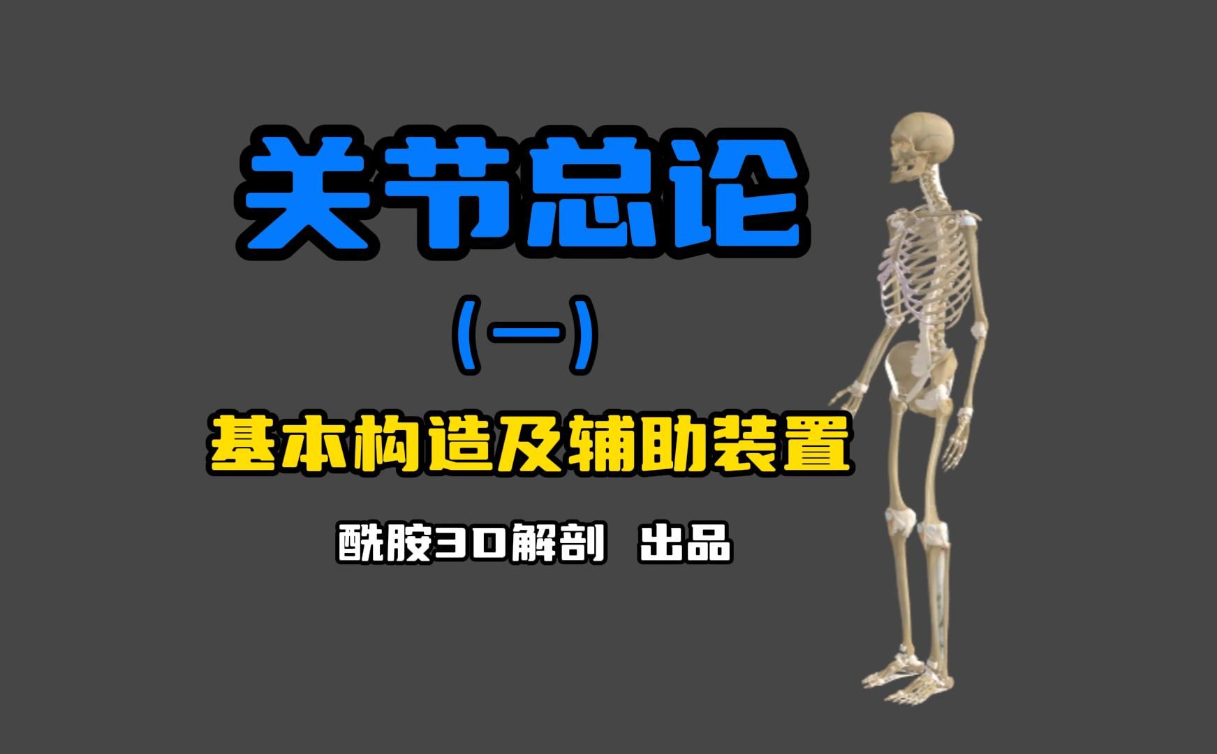 31.人体解剖学丨关节总论一(基本构造及辅助装置)哔哩哔哩bilibili