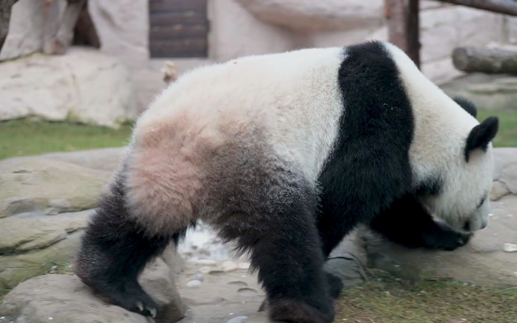 [图]大熊猫特写8K【超高清】