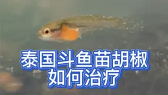 泰国斗鱼必备鱼药 鱼病治疗教程 烧尾水霉病腹水胡椒病白点病全部搞定 哔哩哔哩 Bilibili