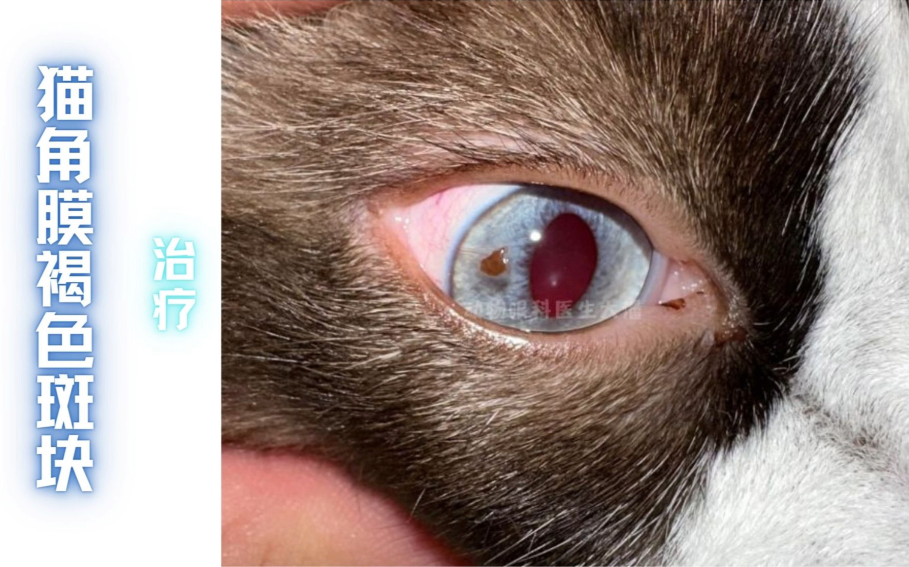 (青岛病例)猫角膜出现褐色斑块,3分钟治疗痊愈