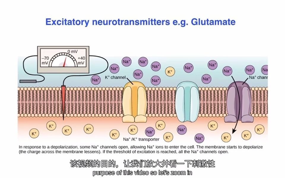 【中英字幕】神经递质的兴奋与抑制作用 Excitatory vs. inhibitory effects of Neurotransmitters哔哩哔哩bilibili