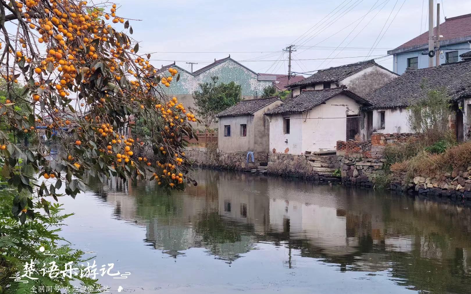 浙江绍兴五夫村,上虞最早的水乡古镇,柿红秋景美如画哔哩哔哩bilibili