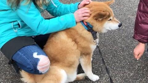 柴犬maru的日常 被外国小姐姐抚摸惹 W 今天也是平和的一天呢