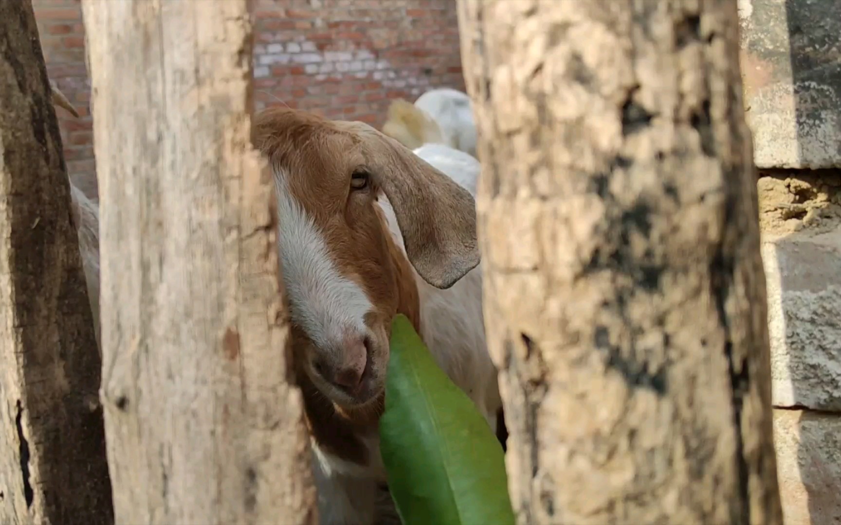 小羊吃草啦啦啦～咩～咩咩～咩咩咩～_哔哩哔哩_bilibili