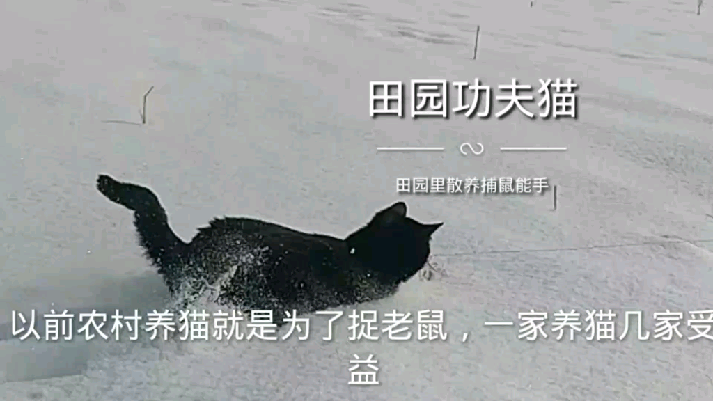 [图]田园功夫猫