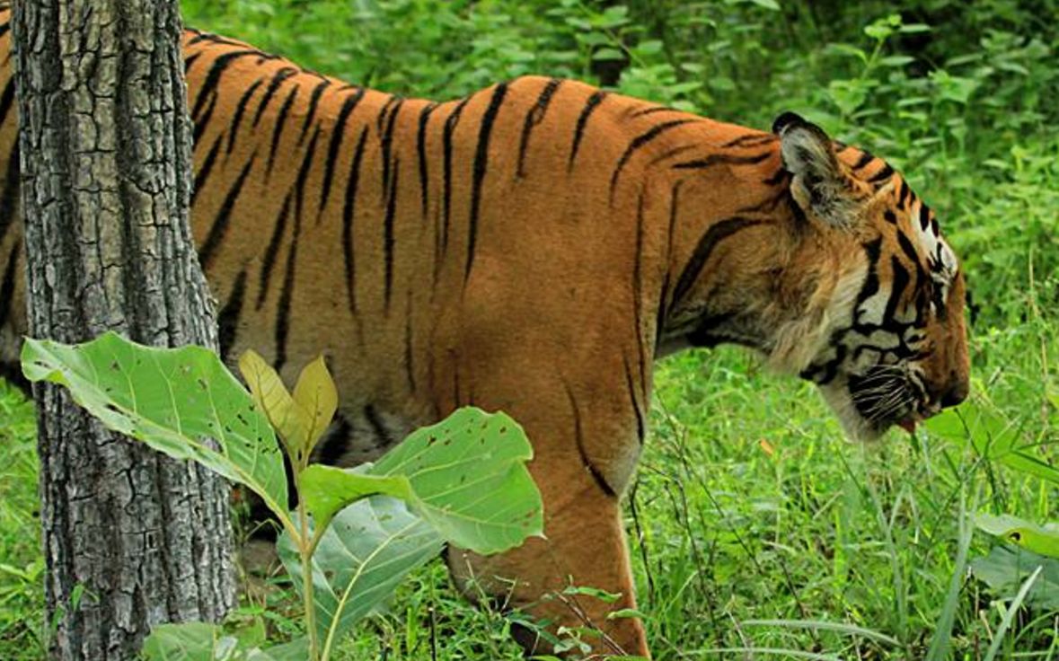 班迪普尔的虎王拉贾 被老外说成是卡比尼地区的虎