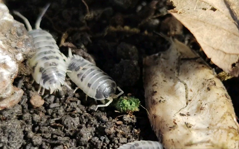 活动  奶牛鼠妇