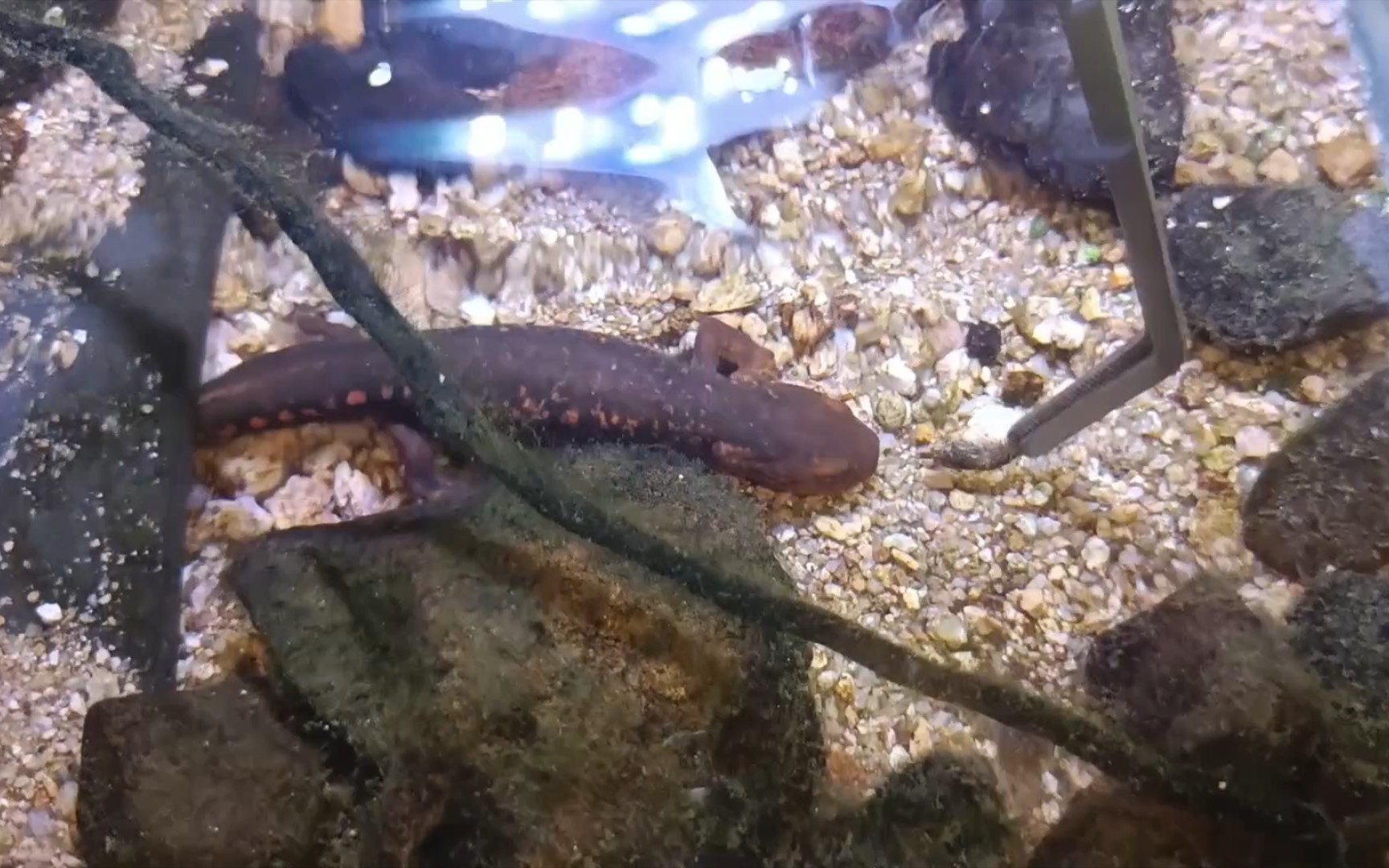 [绉夊織鑲ヨ瀳]瀹崇緸鑲ヤ粩鍚冭櫨铏