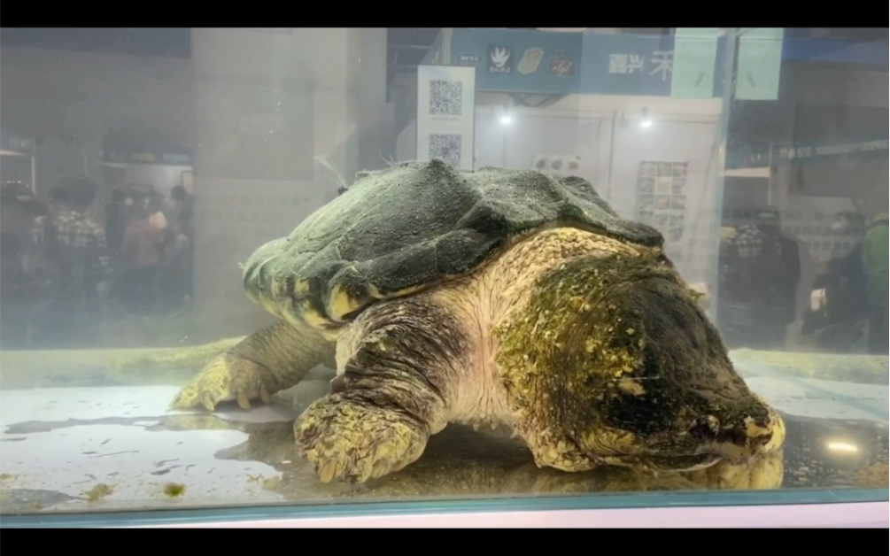 【叮当麻麻】麻麻带你逛上海龟谷爬宠展(下)结尾有彩蛋