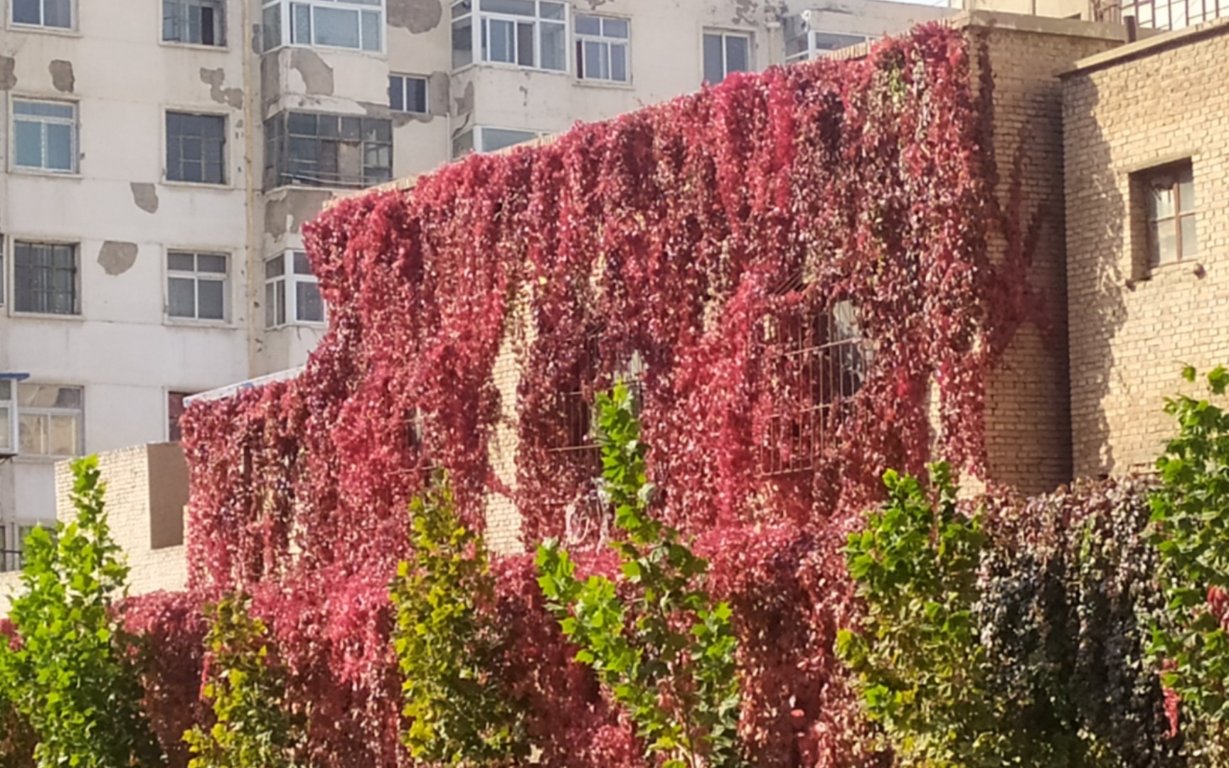 [图]爬山虎红了……