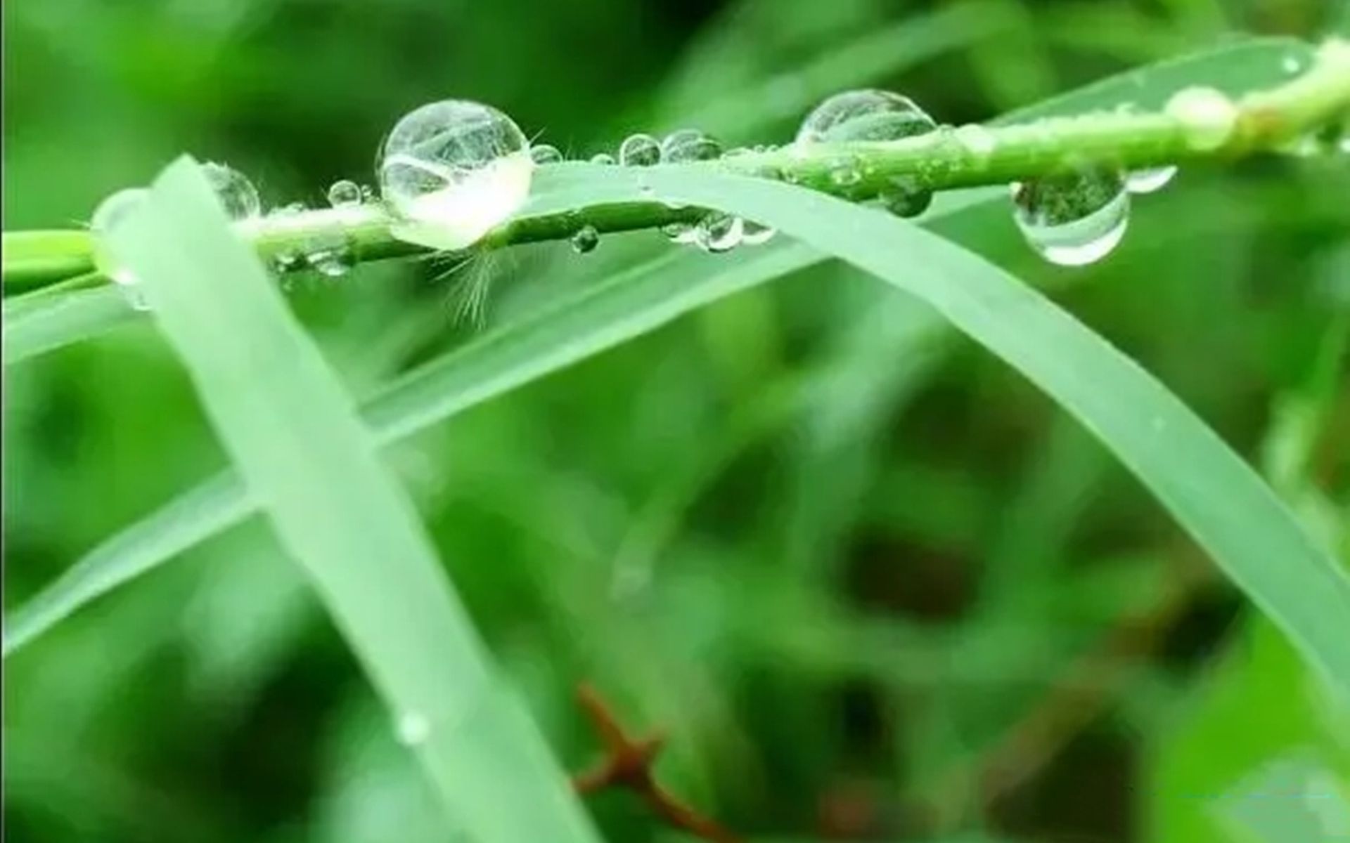 [图]早露飞萤暗里来 鲸灯落花殊未尽