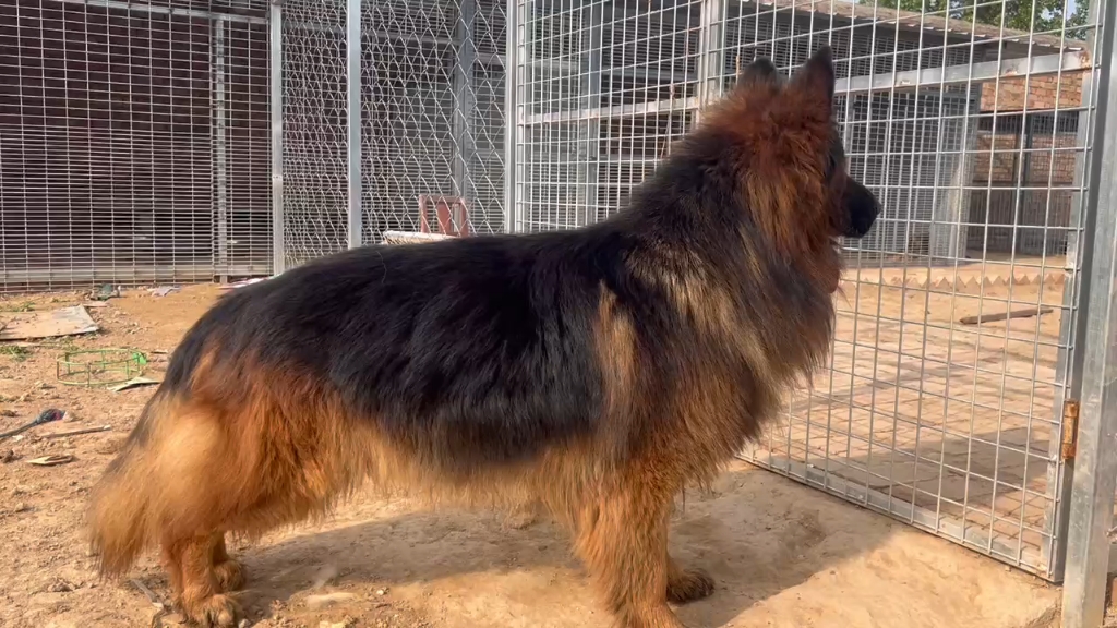 【陕西潼关阿牧德牧犬舍】最新视频已上线,快来围观!