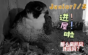 Download Video: 【波兰游隼Junior】稀有角度，某胖J进屋，看他这不熟且局促的样子20230930真稀奇啊，J哥你啥时候表演个扒窝啊，视频还有另一只大清早回家的胖先生