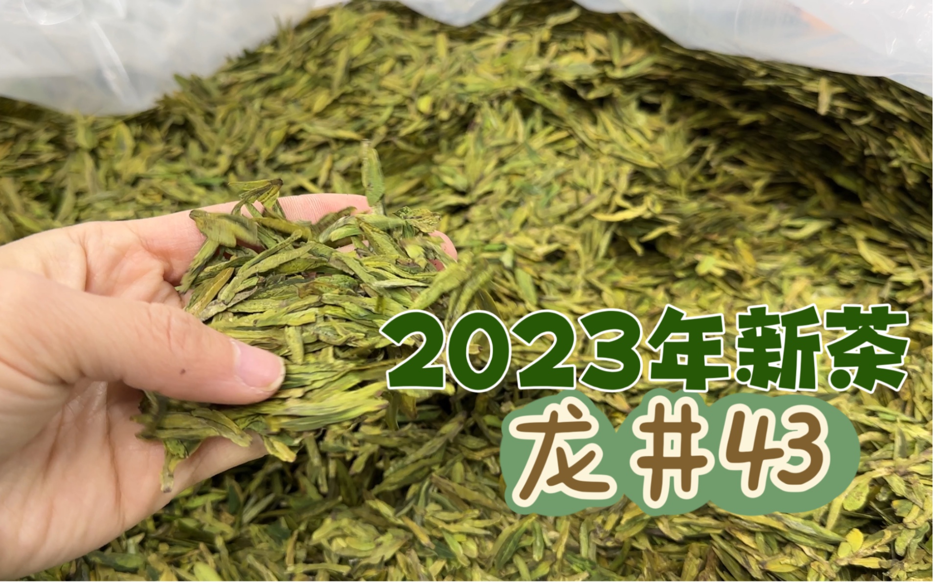 最近上新的四款新茶「龙井43 」怎么选?这里简单理一下,问题不大!哔哩哔哩bilibili