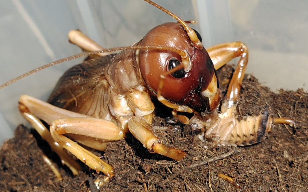 巨沙螽恐吓,捕食