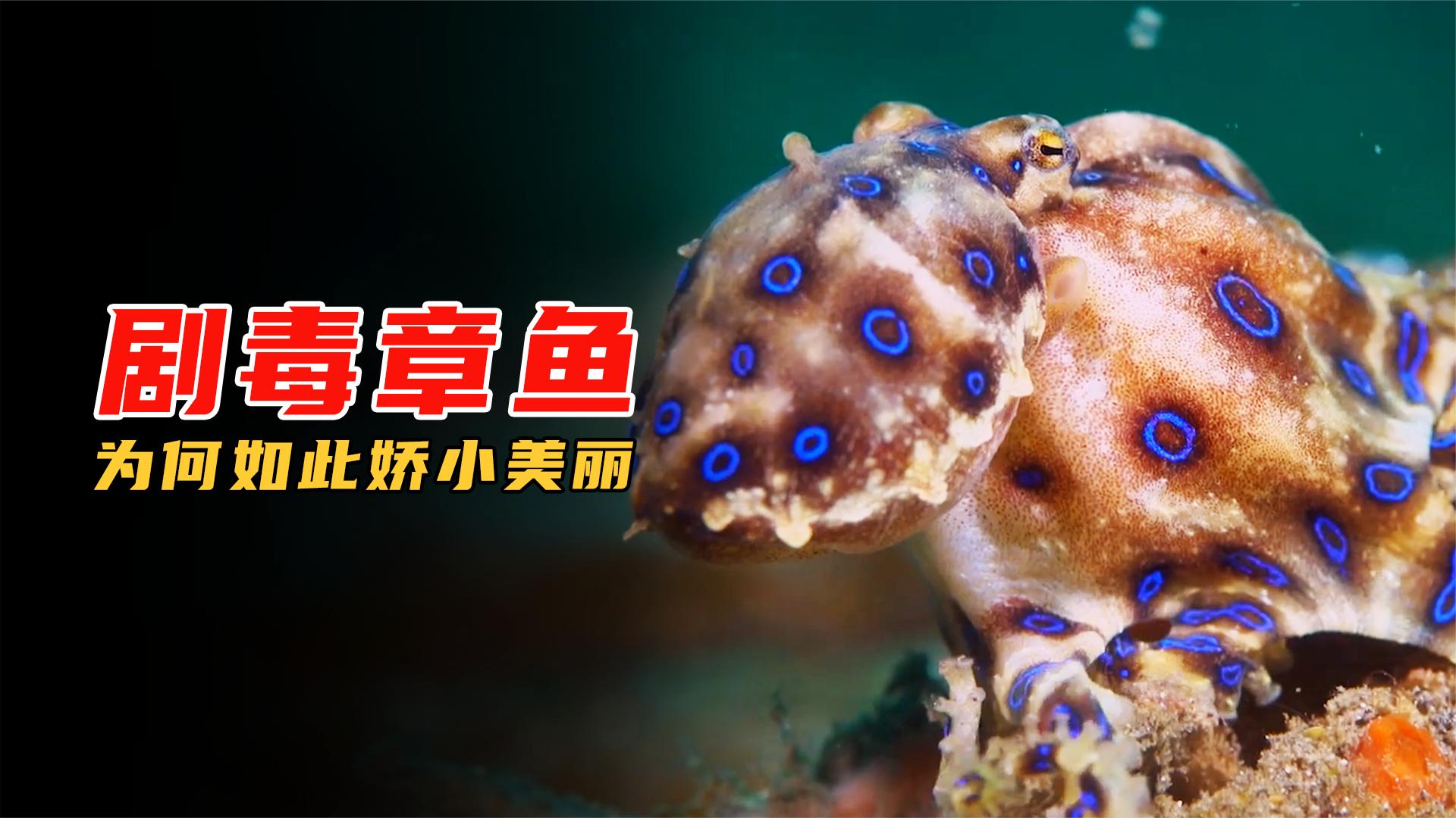 身含剧毒的章鱼,却如此的娇小美丽,看蓝环章鱼如何深藏不漏