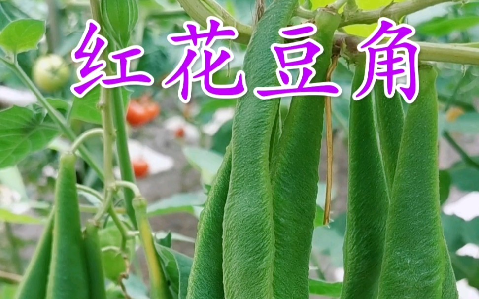 老奶奶种的高产红花豆角 不老不嫩的时候最好吃哔哩哔哩bilibili