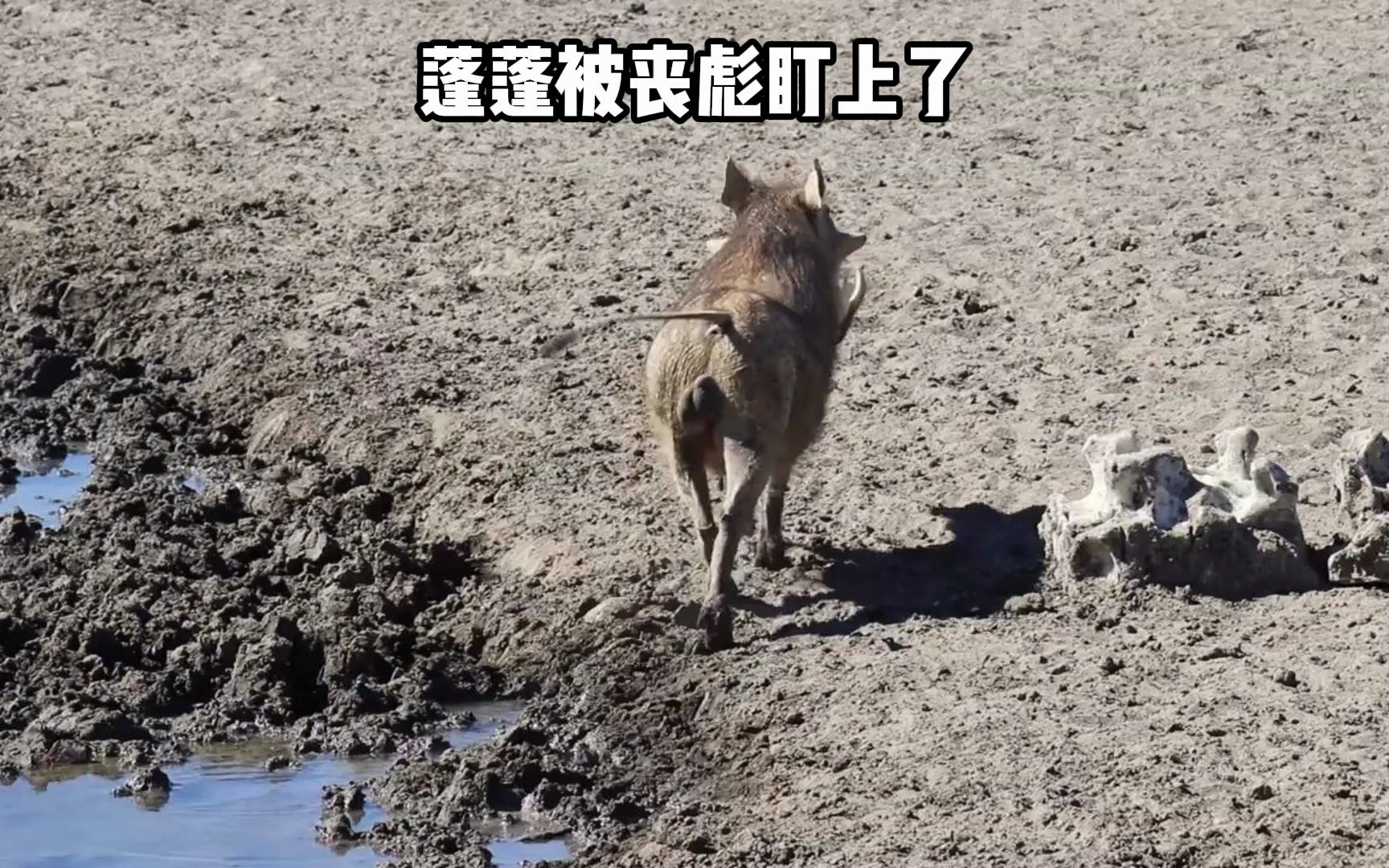丧彪用复合弓狩猎疣猪蓬蓬,一箭一个稳准狠