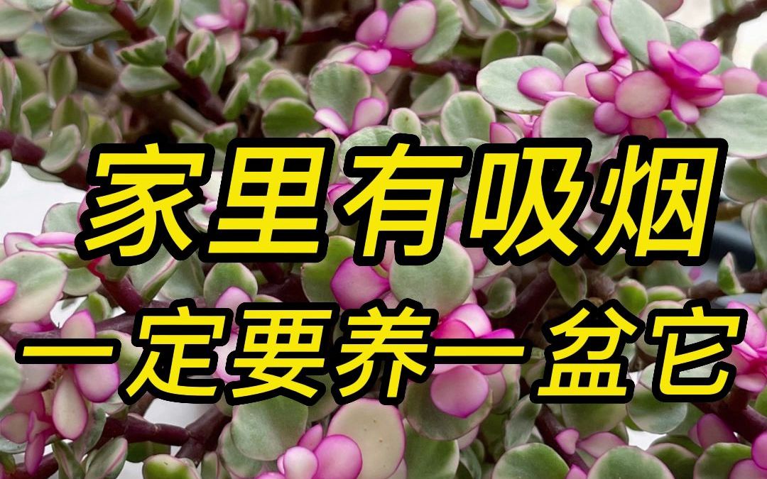 金枝玉叶盆栽植物哔哩哔哩bilibili