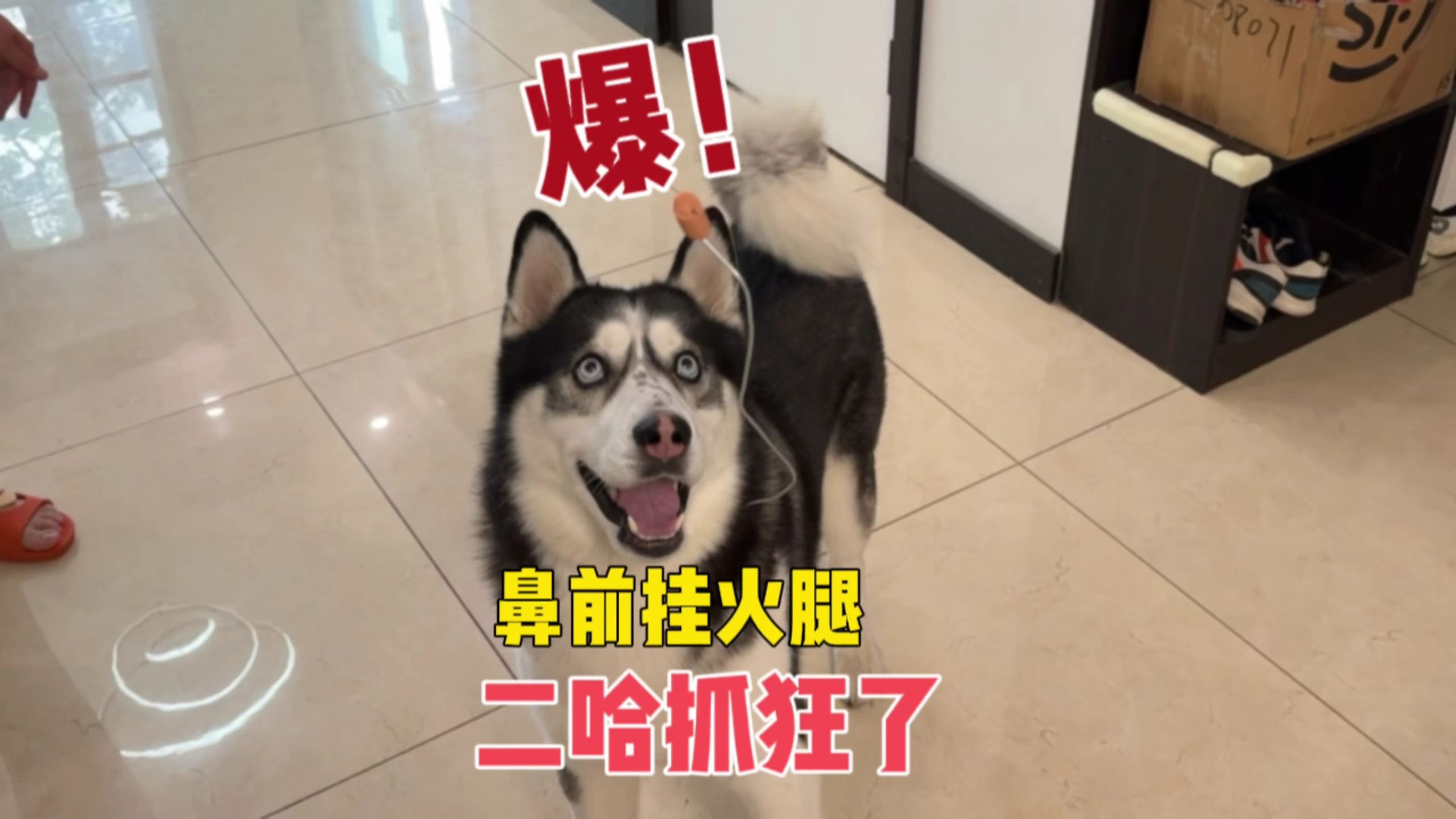 二哈鼻子前面挂火腿,傻狗会是啥反应?傻狗笑死人不偿命啊-马桶的逗比狗生-马桶的逗比狗生-哔哩哔哩视频
