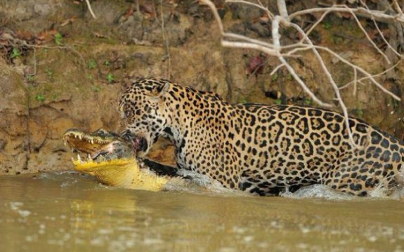 凯萌鳄杀手美洲虎的猎杀合集