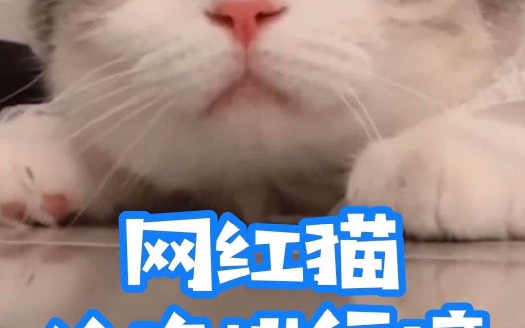 网红猫价格排行(上)哔哩哔哩bilibili