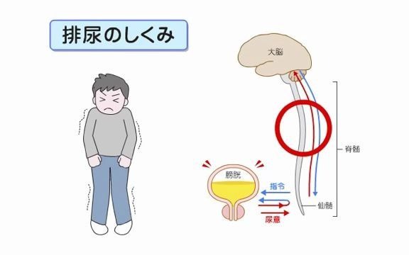 【日语】肾脏的结构及排尿的生理哔哩哔哩bilibili