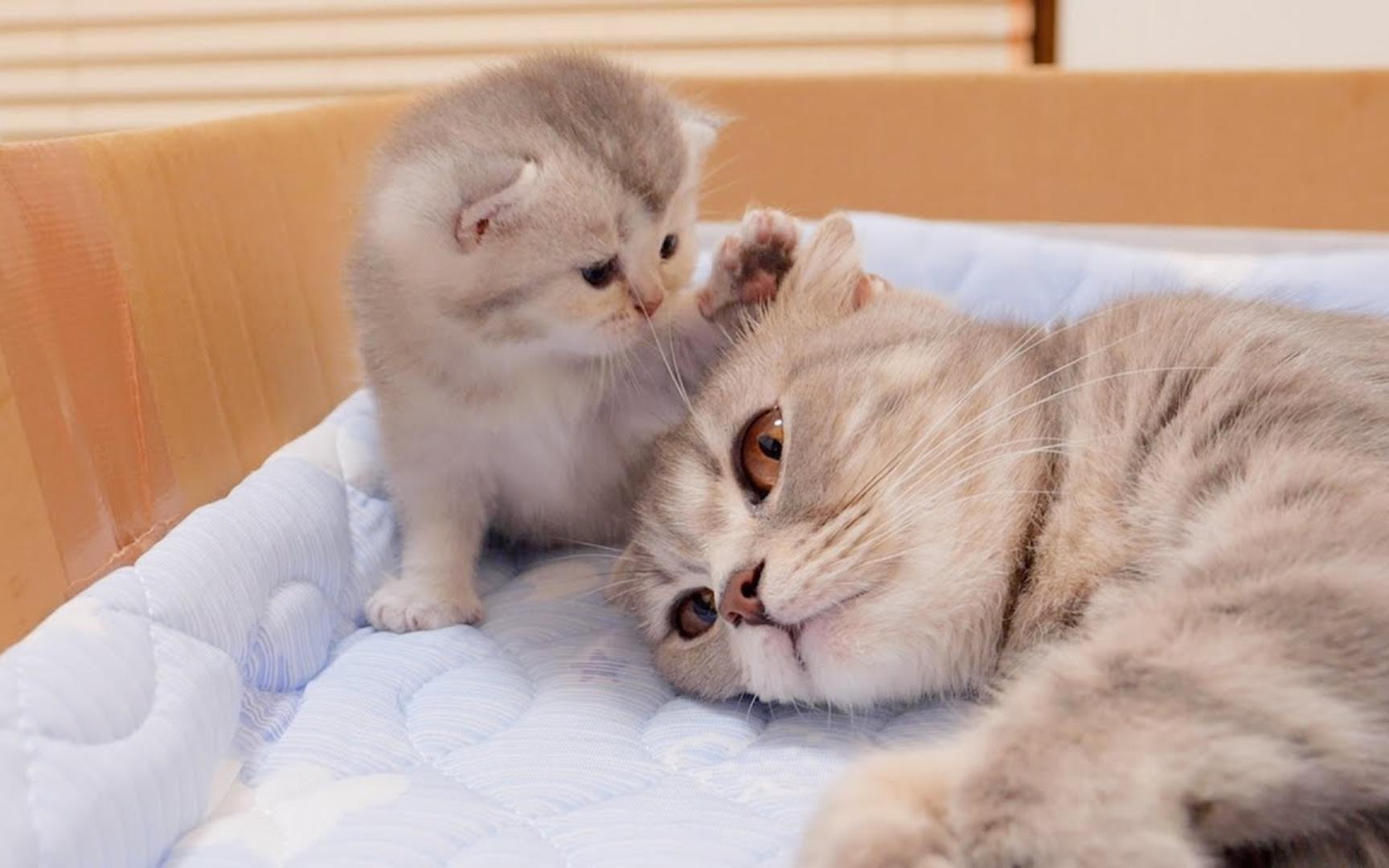 小猫试图拍拍妈妈哄她入睡,真太乖了!