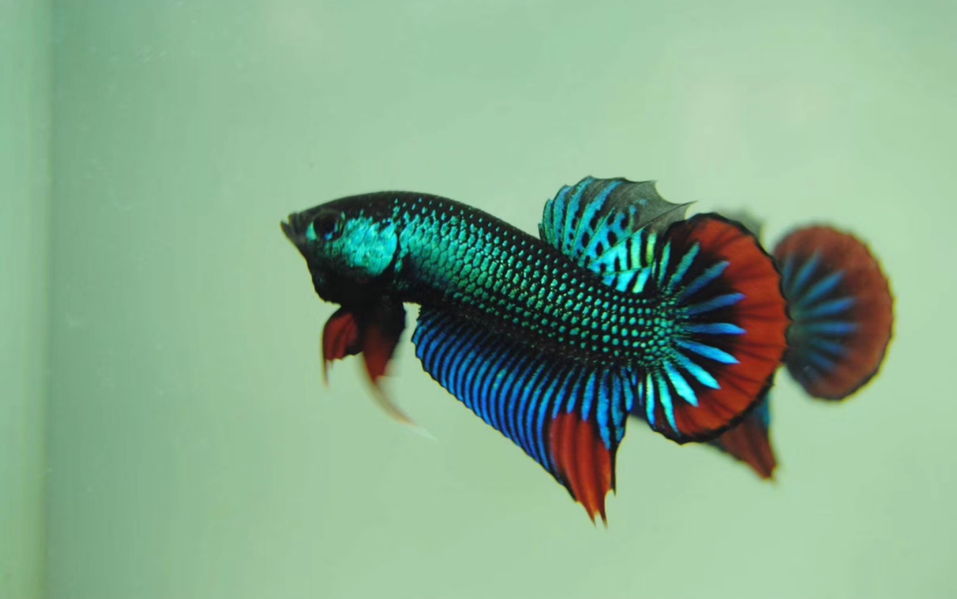 【泰国斗鱼】和平原斗