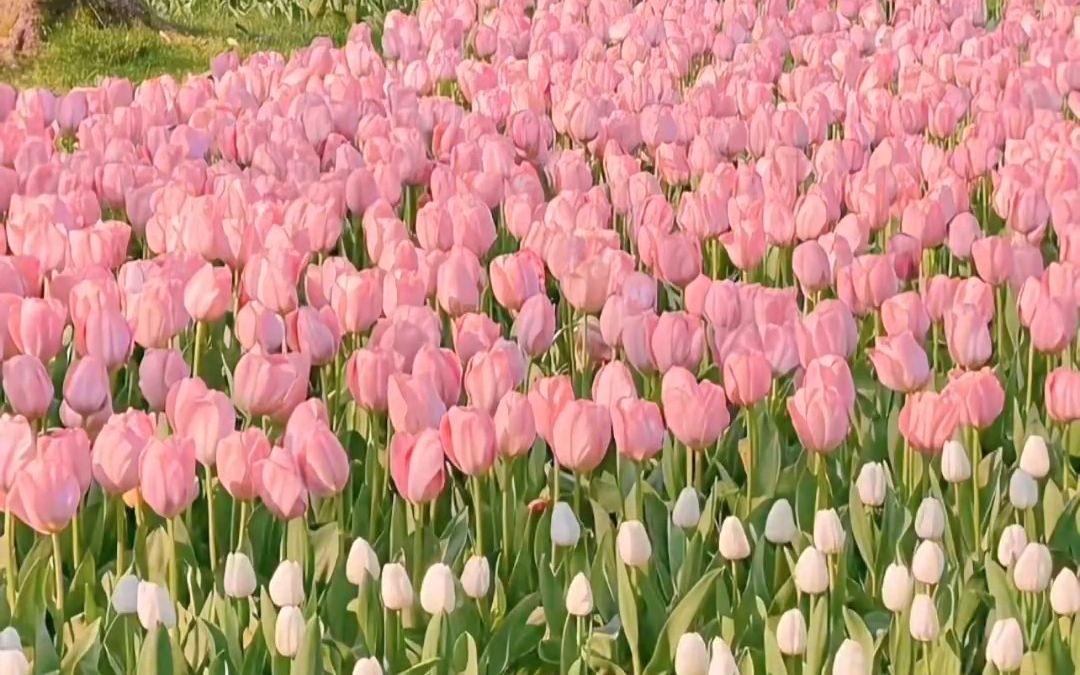 【摄影调色】p图你不知道的神操作-清新奶油风