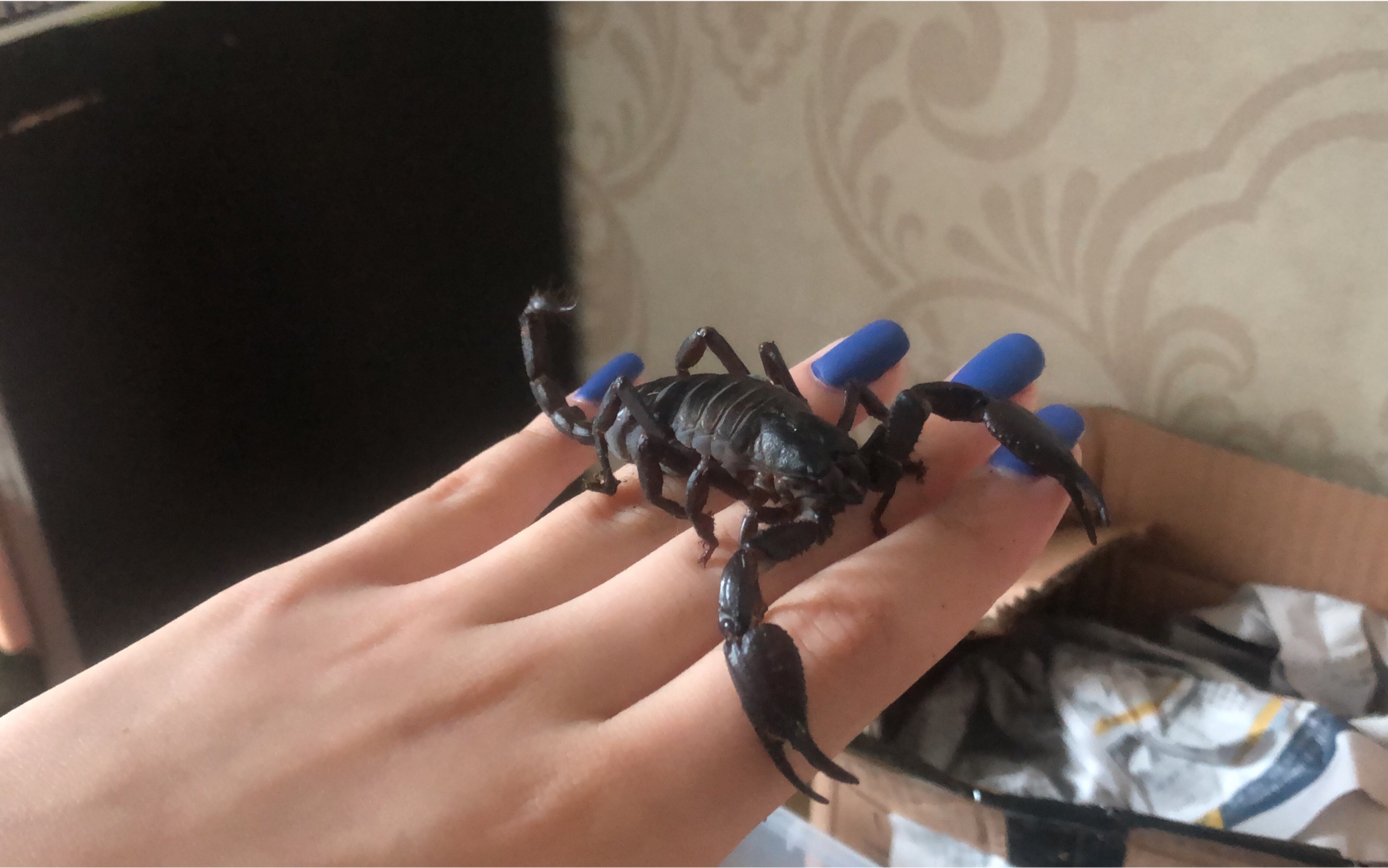 雨林蝎开箱视频 蝎子上手