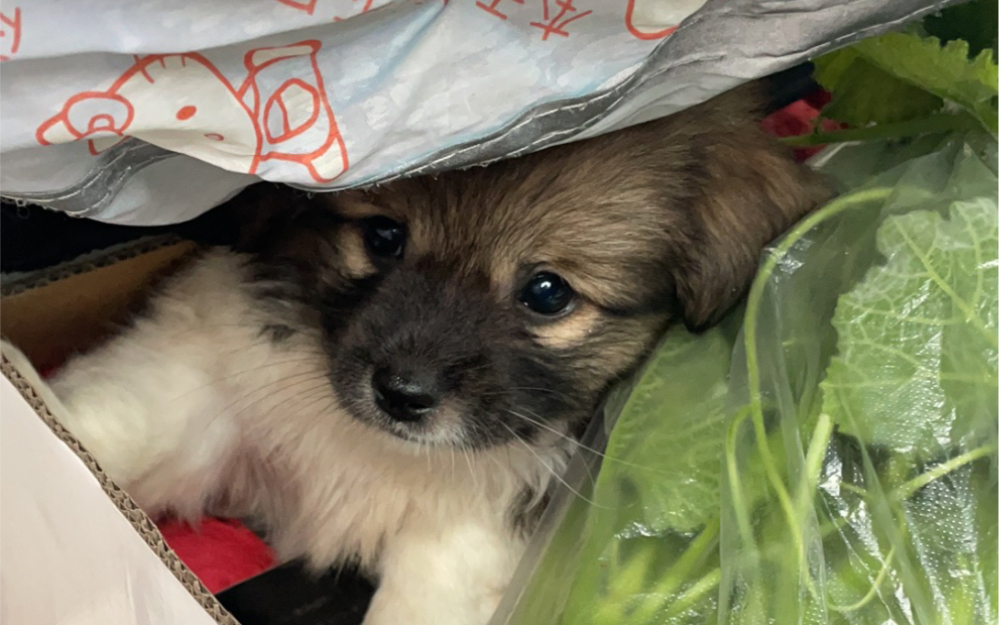 小狗狗989898可爱小土狗