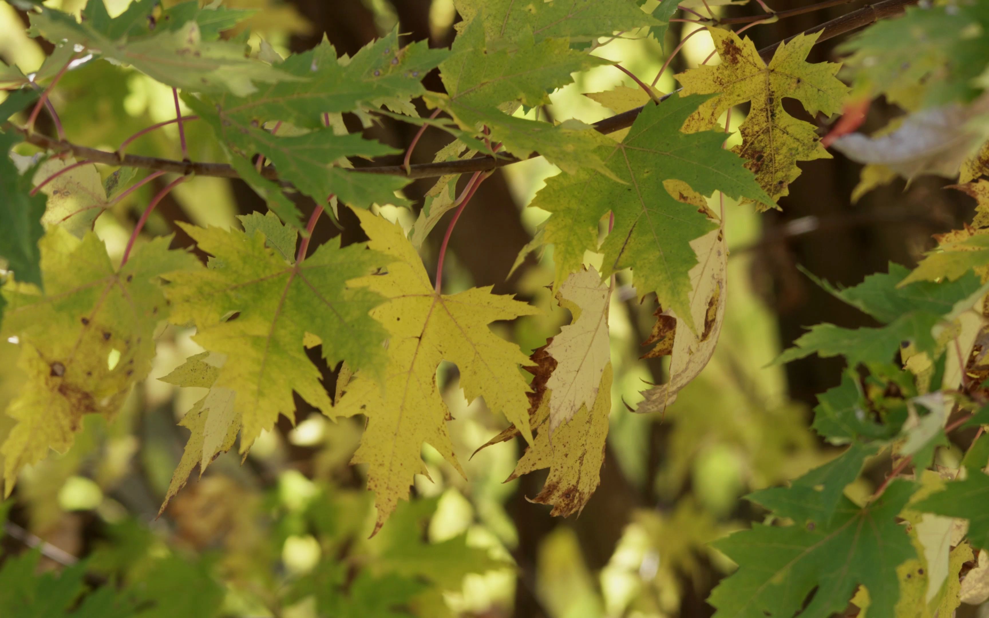 空镜头视频 枫叶枫树树叶 秋天树木秋季近景 素材分享