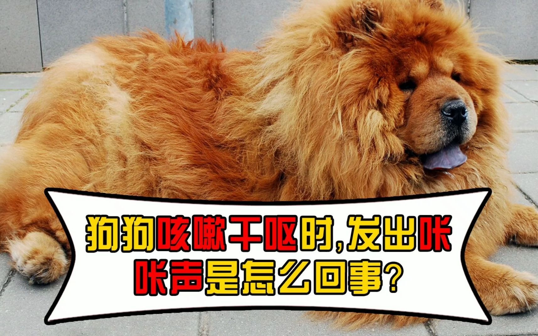狗狗咳嗽干呕时,发出咔咔声是怎么回事?