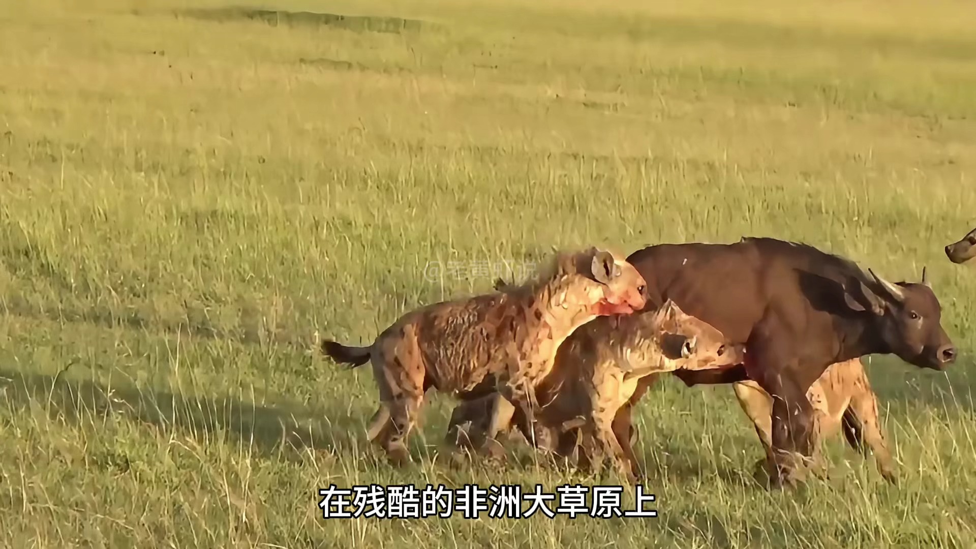鬣狗围住非洲小野牛,最后却被雄狮截胡了