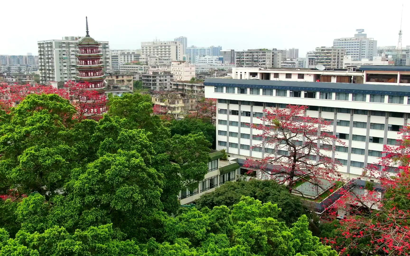 广东迎宾馆木棉树群