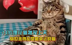 [图]14岁猫咪被主人宠上天，听着戏曲拍大腿，身世凄惨却是最幸运的猫