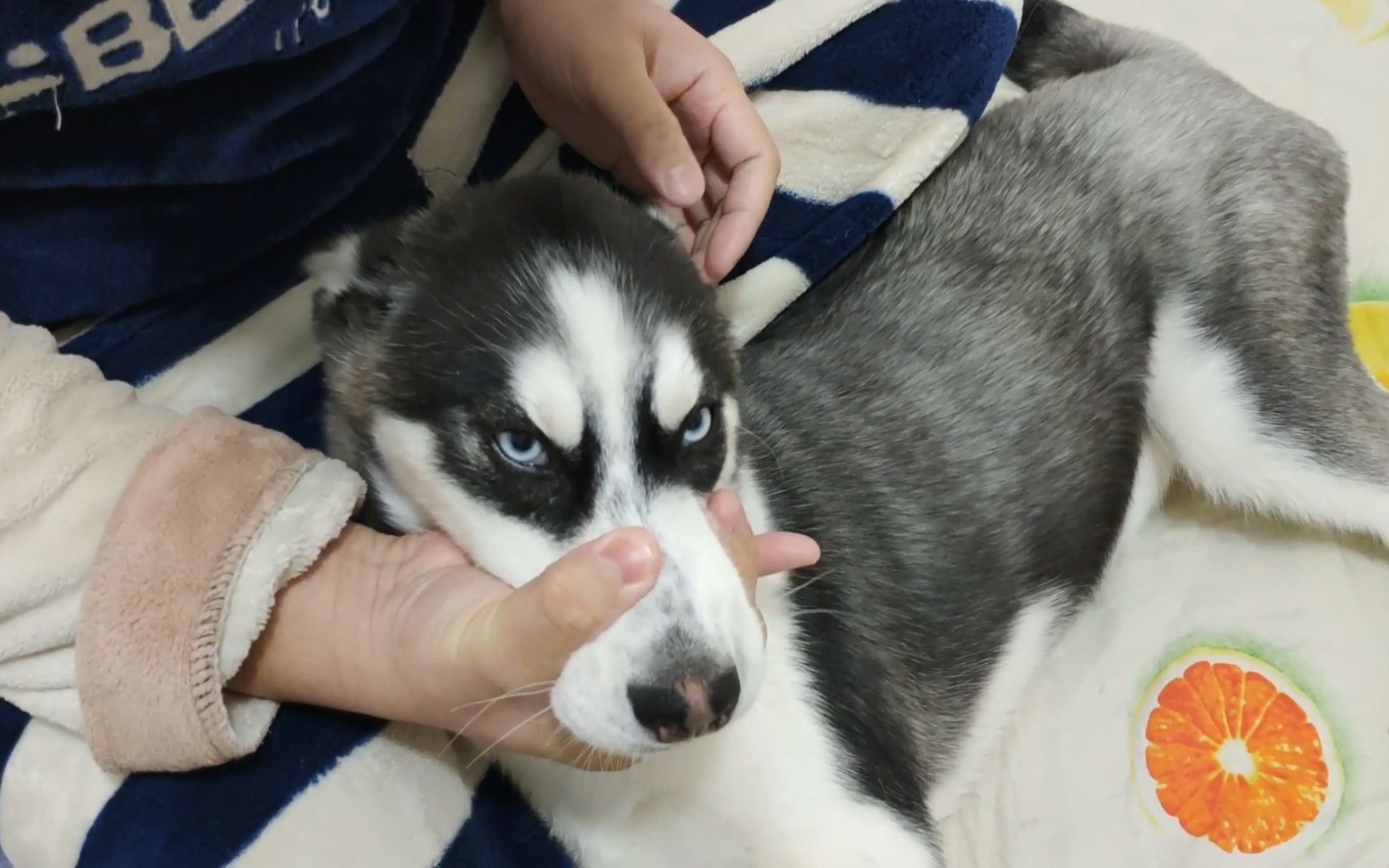 脾气火爆的狗狗咬人的时候,捏住它嘴巴会怎样?看完心疼主人三秒