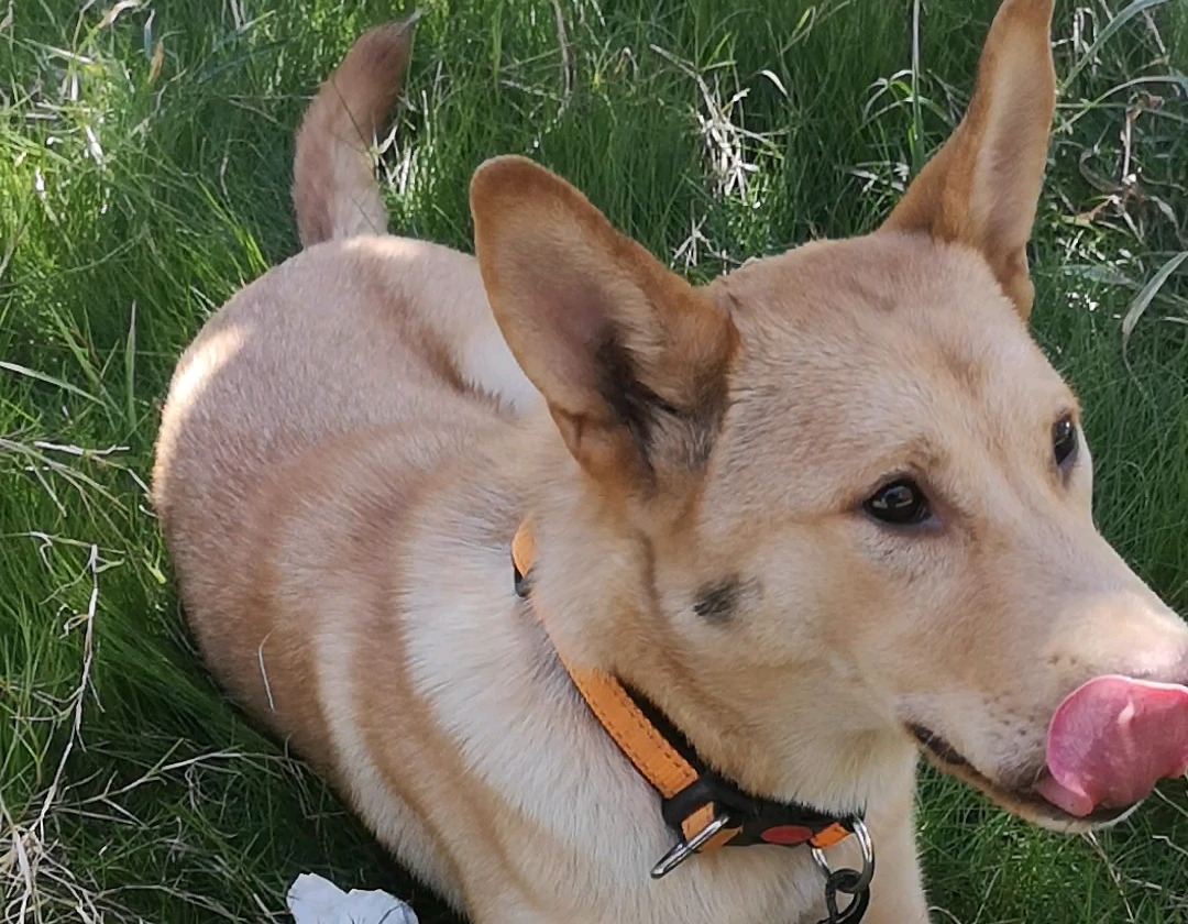 中华田园犬-童年回忆大黄经典皮肤(湖南土猎犬)