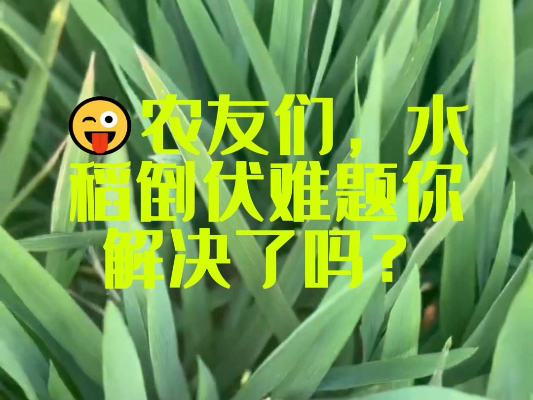 𐟘œ农友们,水稻倒伏难题你解决了吗?哔哩哔哩bilibili