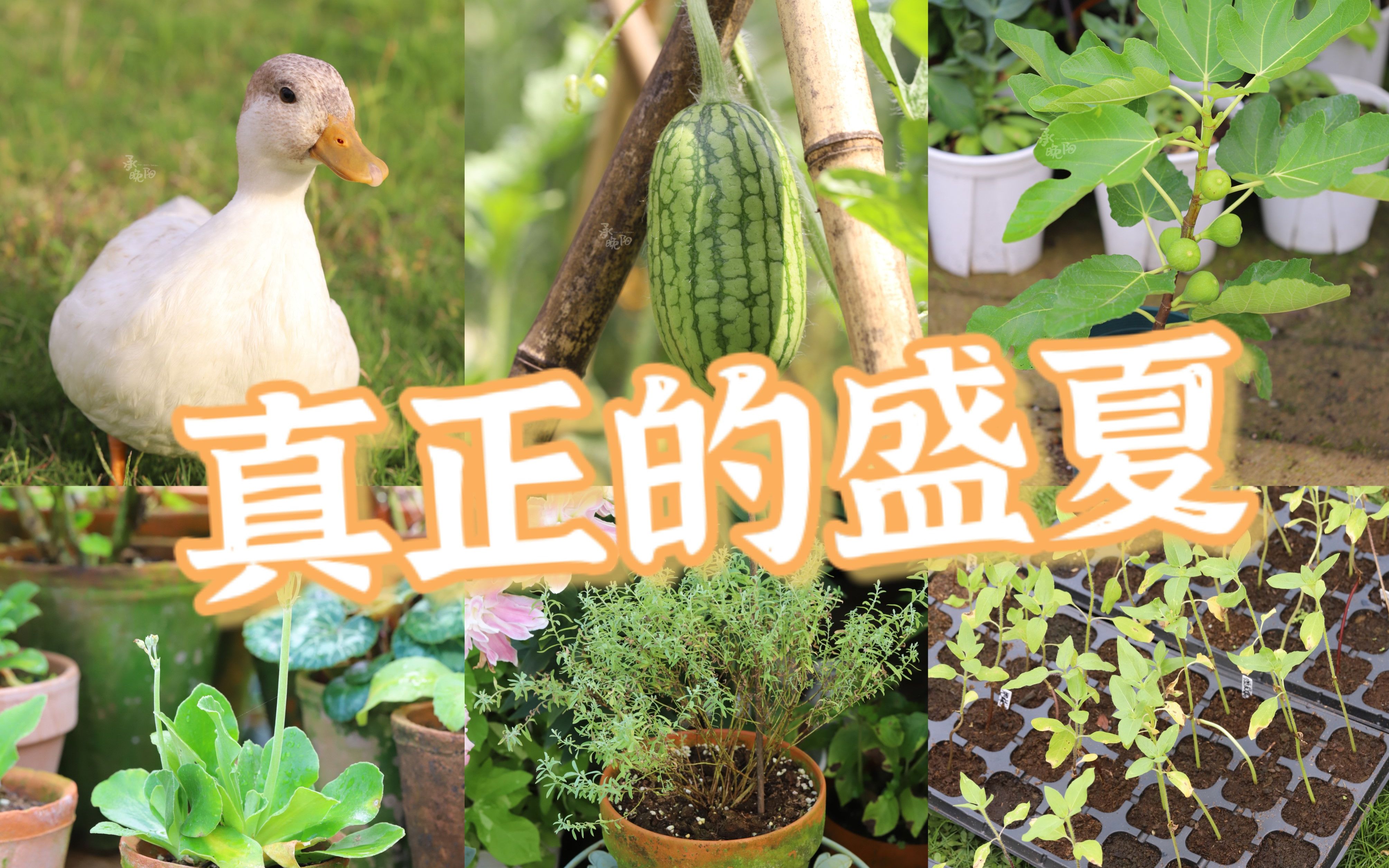 [图]【花园工作日7.16】40度高温下的花园还有什么可玩的？植物远比你耐热抗晒！