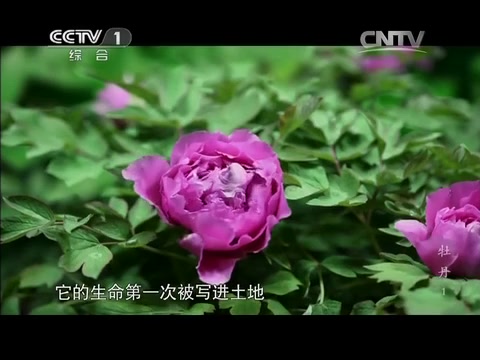 【牡丹】(2014年央视纪录片)哔哩哔哩bilibili